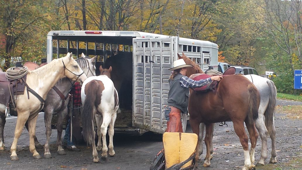 Grass March horses
